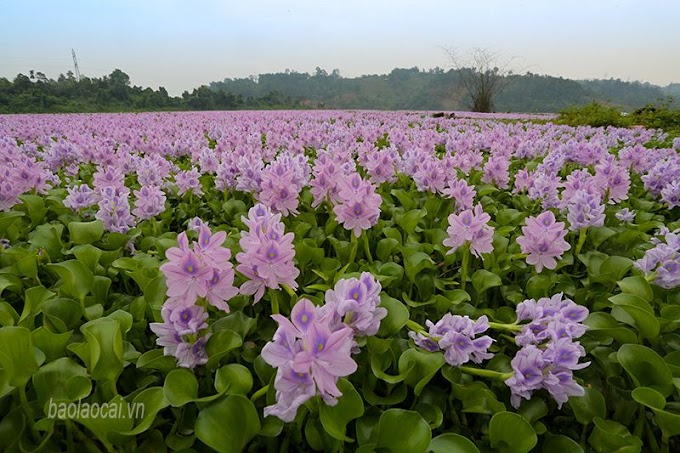 Hoa lục bình trong lòng hồ Đồng Tuyển