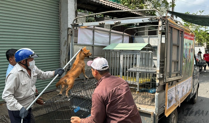 Quảng Ngãi: Gấp rút truy tìm chú chó nghi mắc bệnh dại