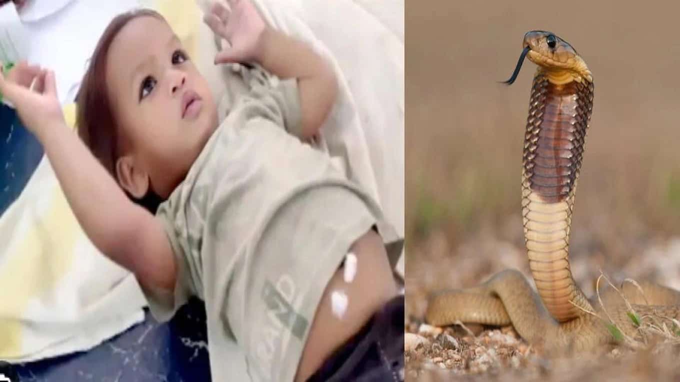 Bé trai 2 tuổi cắn chết rắn hổ mang và may mắn sống sót