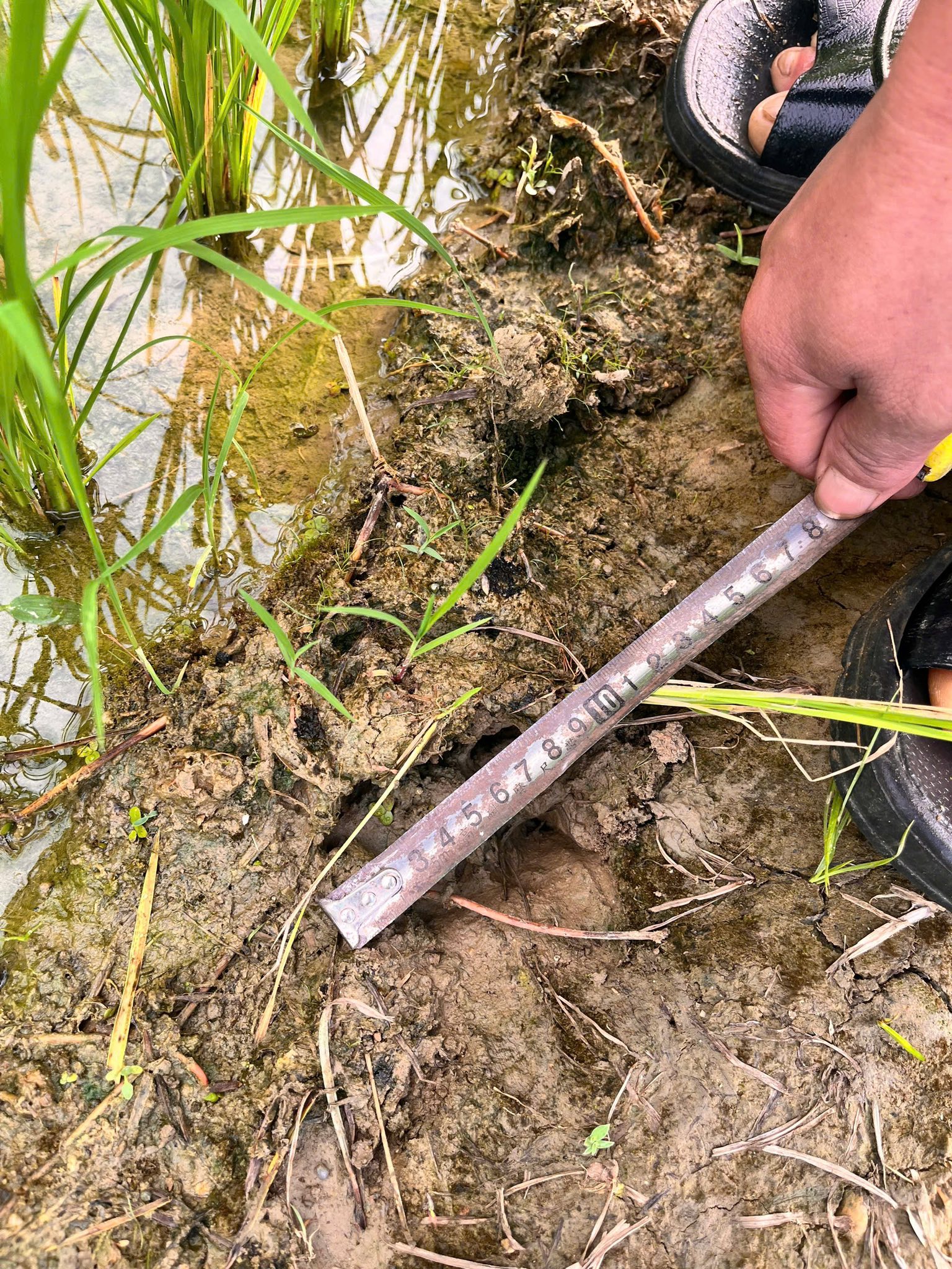 Phú Thọ: Thấy dấu chân thú lớn, công an xã phát cảnh báo tới người dân