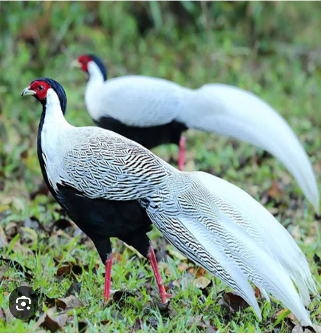 Chánh án TAND tỉnh Hưng Yên nói về vụ án nuôi gà lôi trắng bị 6 năm tù