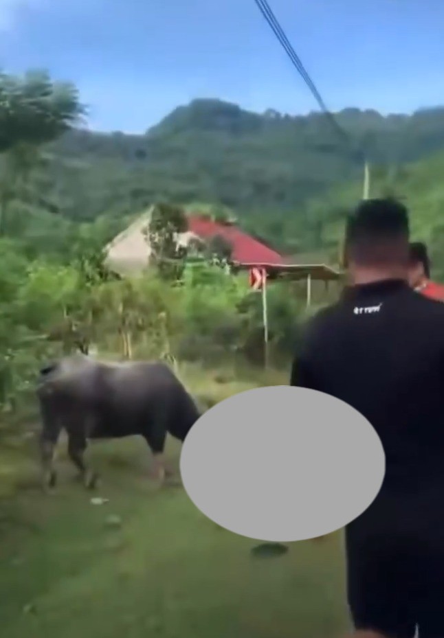 Nghệ An: Bé gái 4 tuổi bị trâu húc tuvong