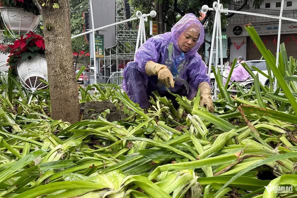 Cảnh tượng khó tin sau buổi tổng hợp luyện, cây, hoa bị dân giẫm nát tơi tả