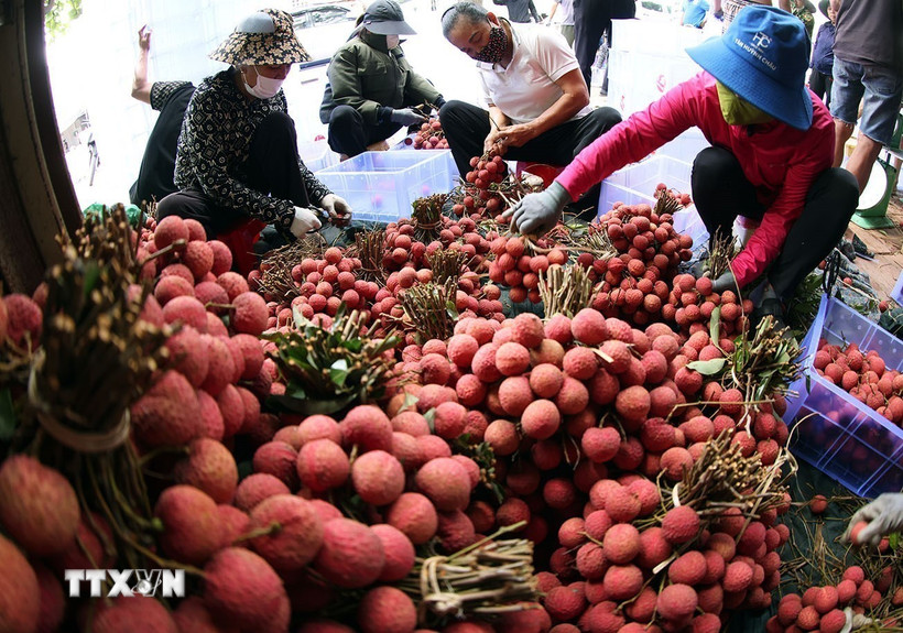 Bắc Ninh thu trên 6.200 tỷ đồng từ vải thiều và các dịch vụ phụ trợ