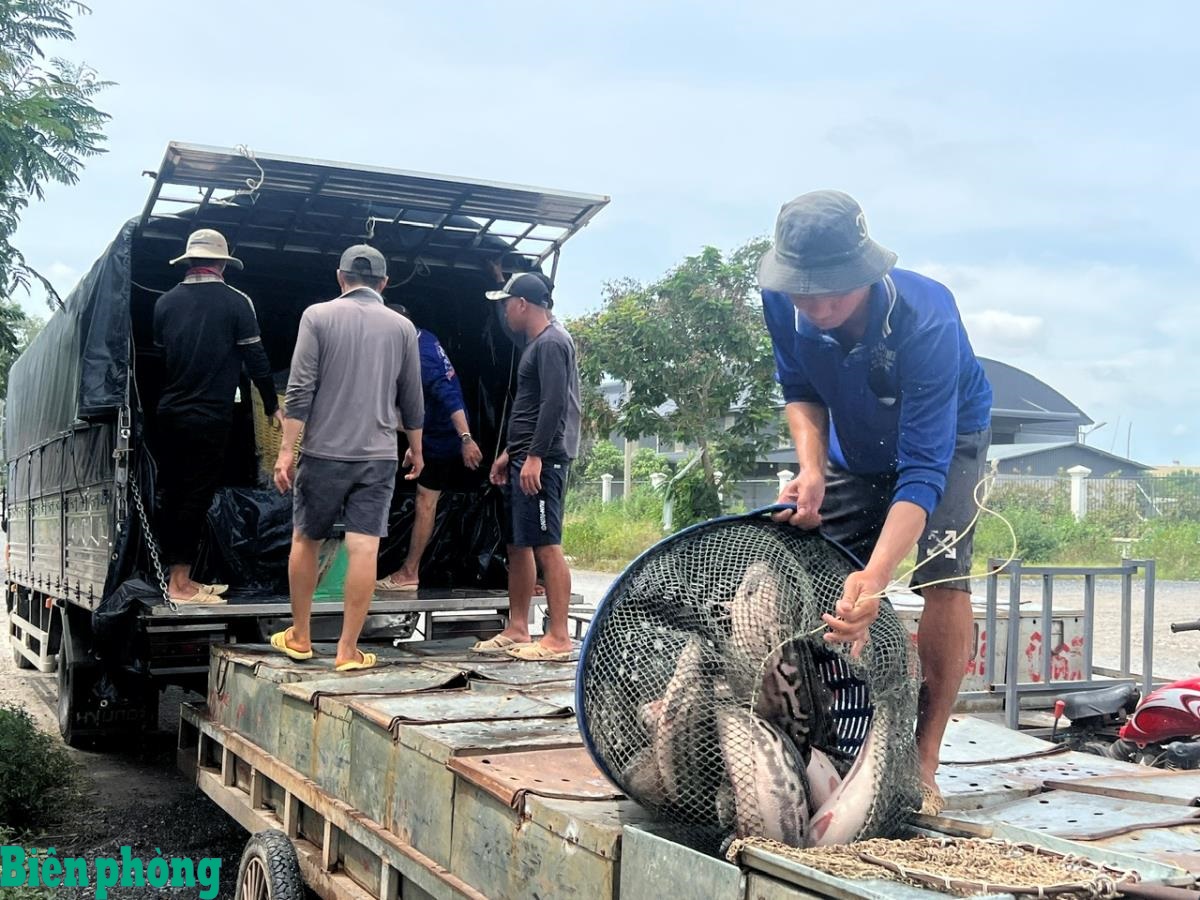 Nhịp sống mùa nước nơi đầu nguồn Đồng Tháp