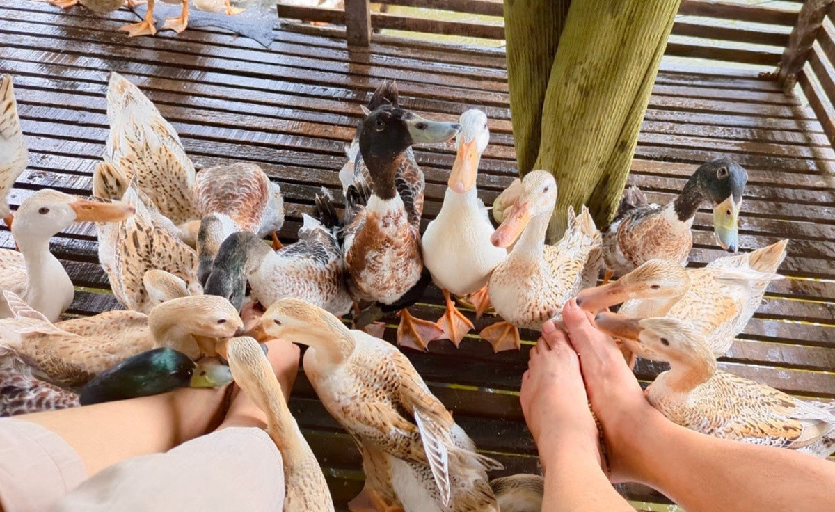 Bà chủ miệt vườn mở dịch vụ massage miễn phí với 30 nhân viên đặc biệt, khiến du khách vừa nhột vừa thích