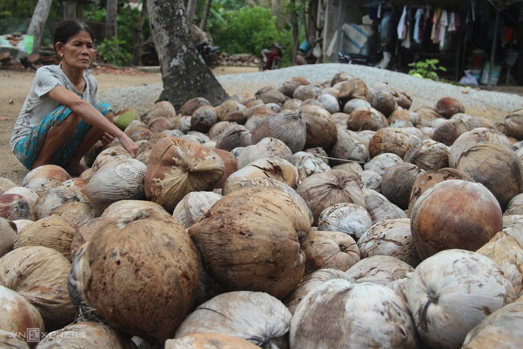 Gần 2.000 cây dừa ở Gia Lai bị sâu đầu đen tàn phá