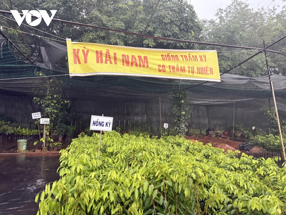 Phú Thọ xác minh thông tin “cơn sốt” cây Kỳ Hải Nam nhập lậu