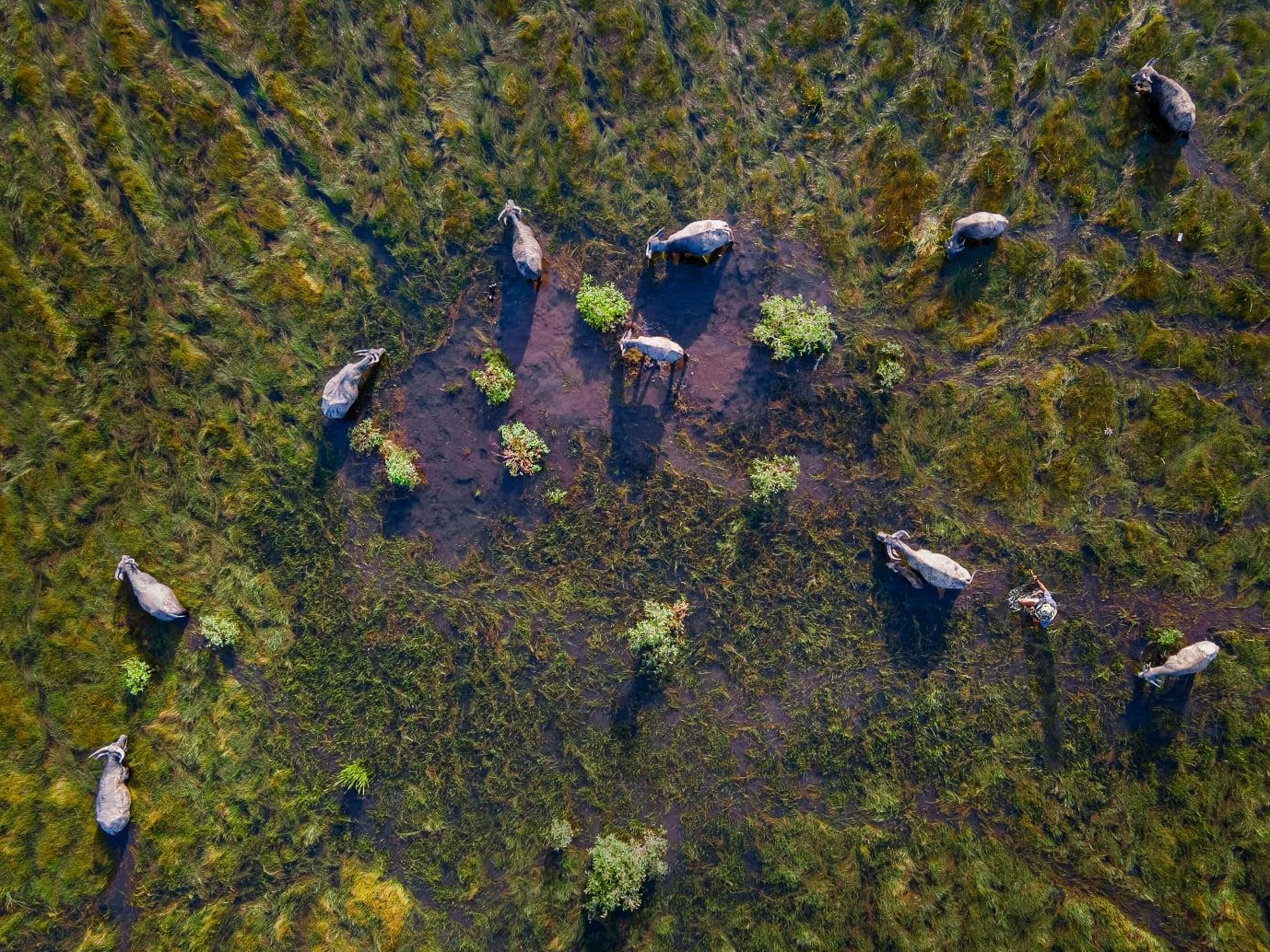 Mùa len trâu Tây Ninh ngoạn mục nhìn từ trên cao