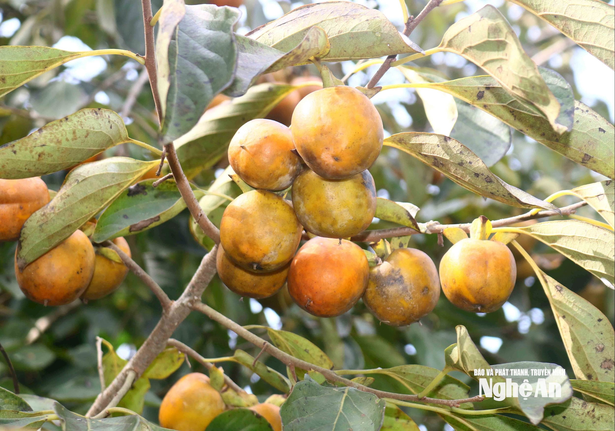 Đại Huệ rộn ràng mùa hồng đầu vụ