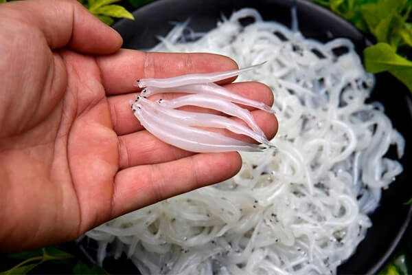 Loại cá được ví như “ngọc trong suốt” chỉ xuất hiện một mùa khiến thực khách “săn lùng” ráo riết