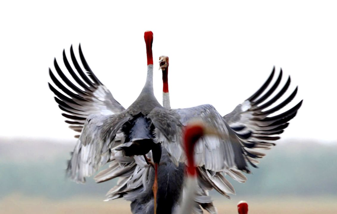 Đồng Tháp chuẩn bị đón thêm 8 cá thể sếu đầu đỏ