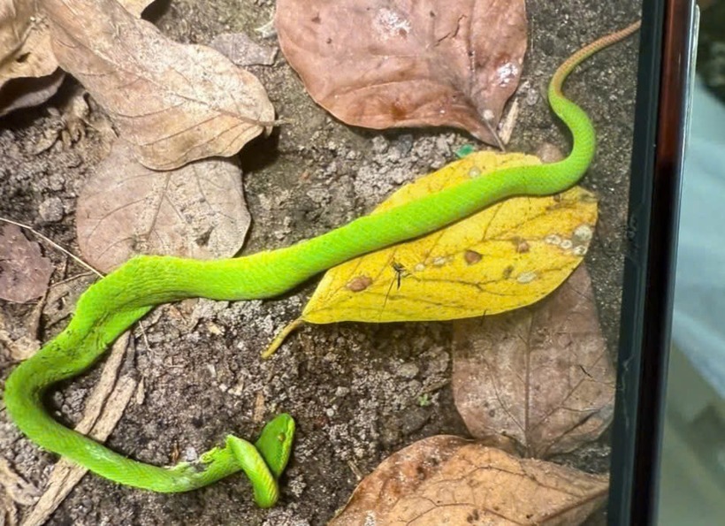 Đang đi thăm ruộng, thanh niên 22 tuổi ở Tây Ninh bị rắn lục đuôi đỏ cắn