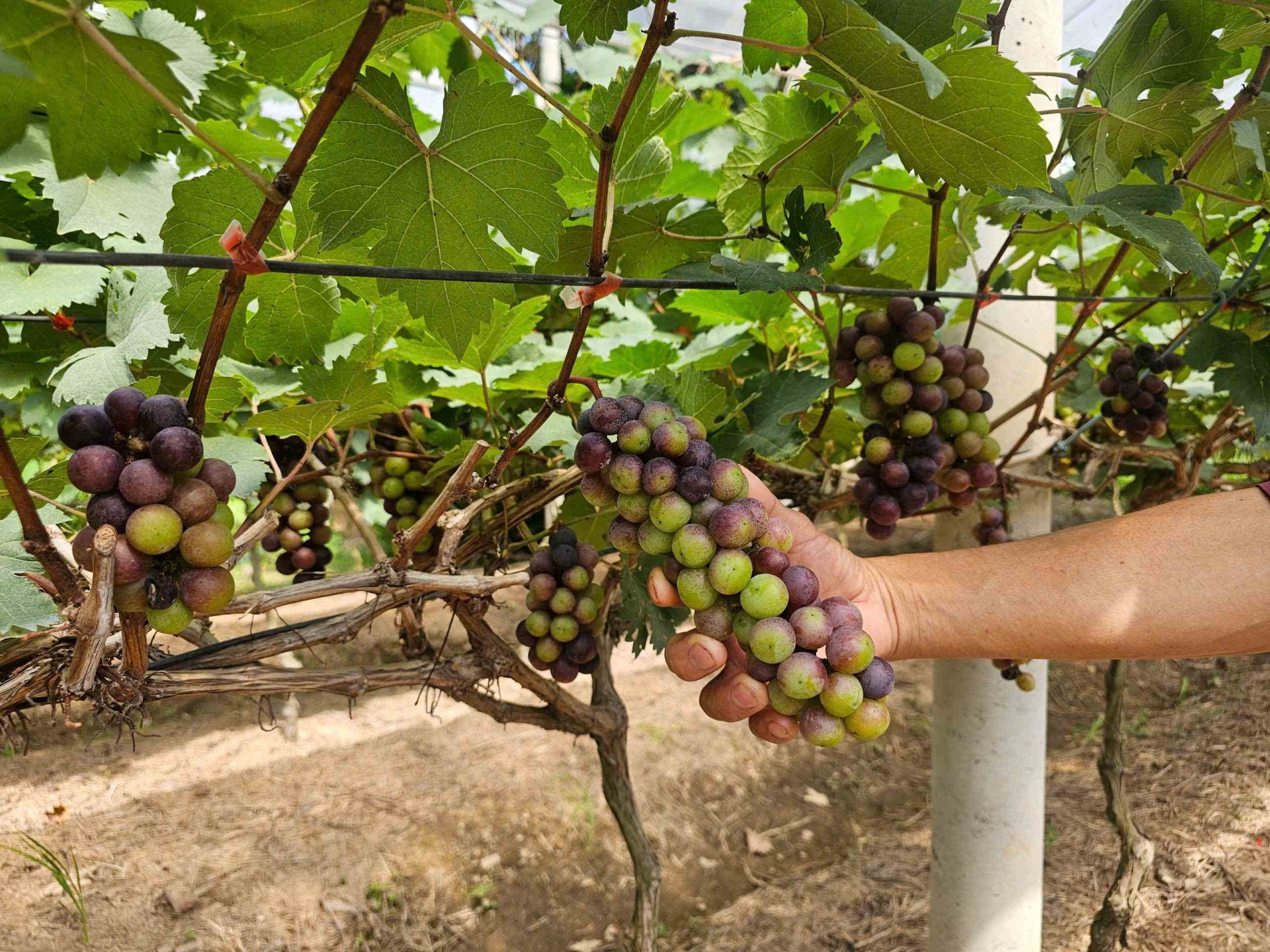 Mục thị vườn nho độc nhất vô nhị bên sông Lại Giang phía Đông Gia Lai