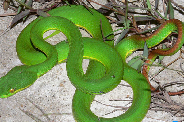 Tây Ninh: Hàng loạt ca nhập viện cấp cứu do rắn lục đuôi đỏ tấn công