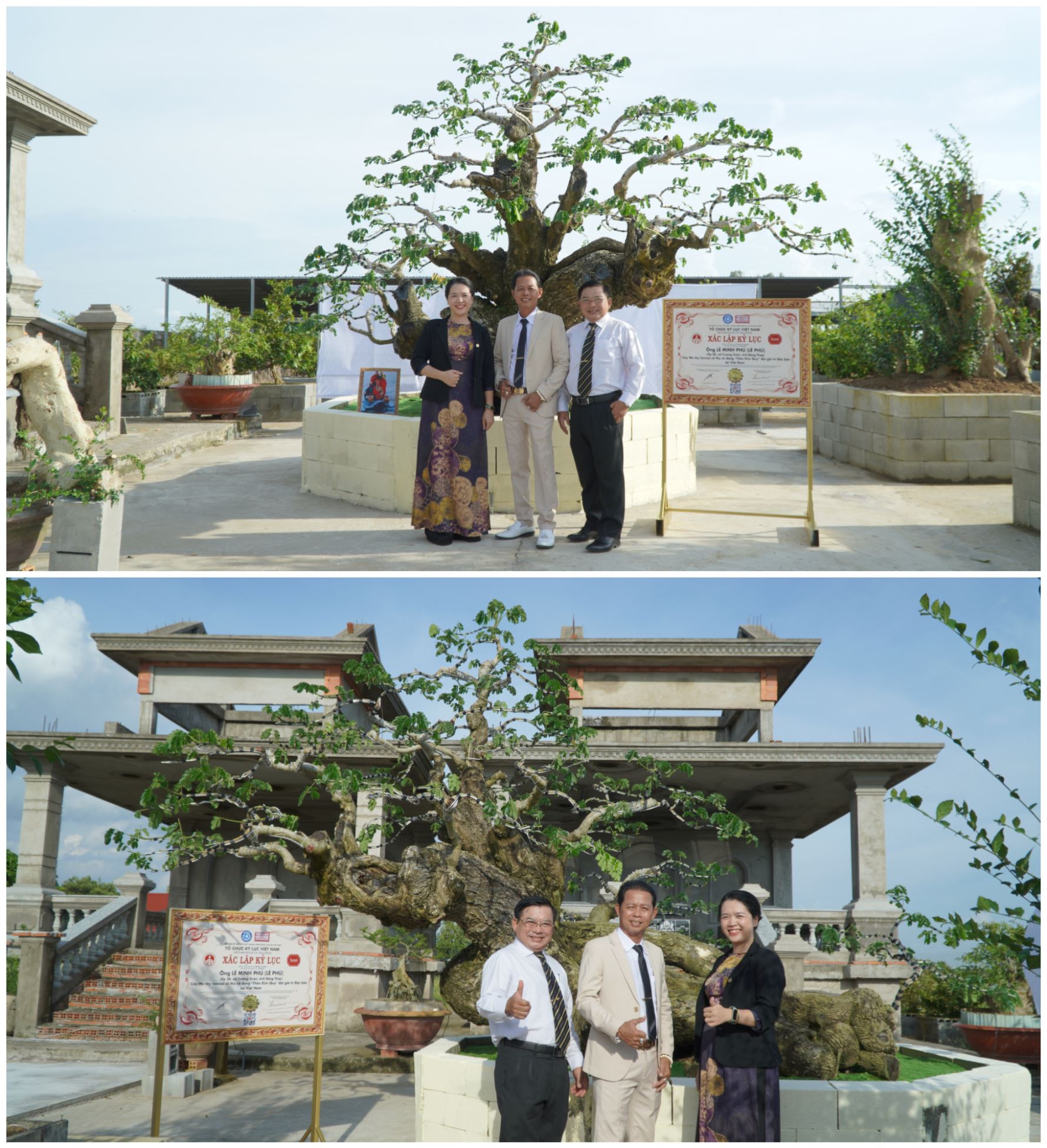 Đồng Tháp: Cây Me tây bonsai cổ thụ dáng “Thần Kim Quy” của ông Lê Minh Phú đón nhận Độc bản Việt Nam