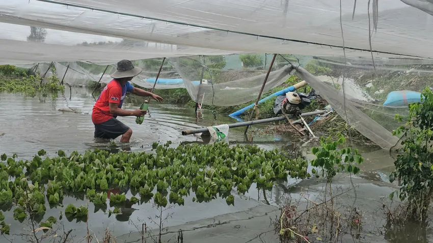 Mưa lớn khiến nhiều vườn rau ở xã Vĩnh Lộc bị ngập, thiệt hại hàng trăm triệu