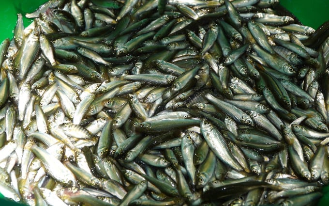 Nước son đục ngầu tràn đồng, đầu nguồn Đồng Tháp vào mùa cá đặc sản, có mớ nào bán hút hàng mớ đó