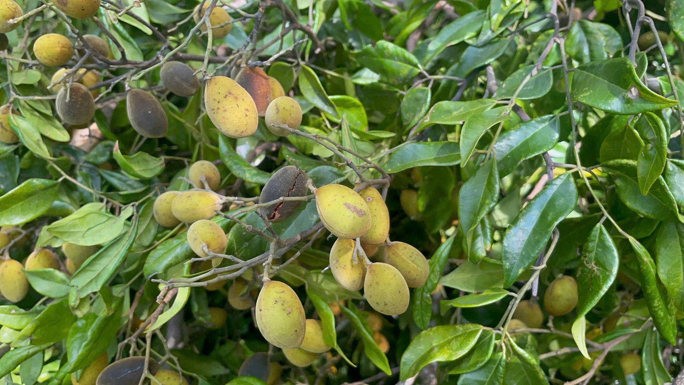 Gia Lai siết chặt cơn sốt săn quả ươi