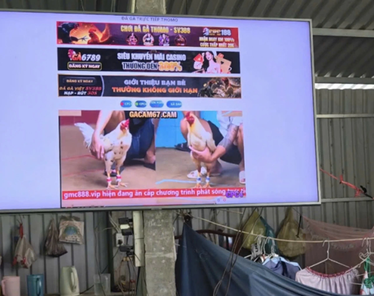 Triệt xóa tụ điểm đá gà ăn thua bằng tiền “qua màn hình tivi”