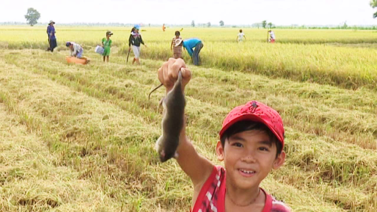 Về miền Tây xem cảnh già, trẻ hò reo săn chuột đồng mùa Tết