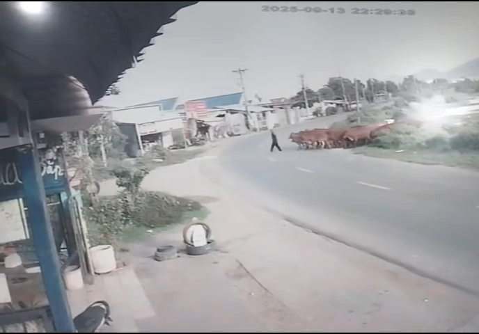 Xe tải tông đàn bò nằm ch.ế.t la liệt