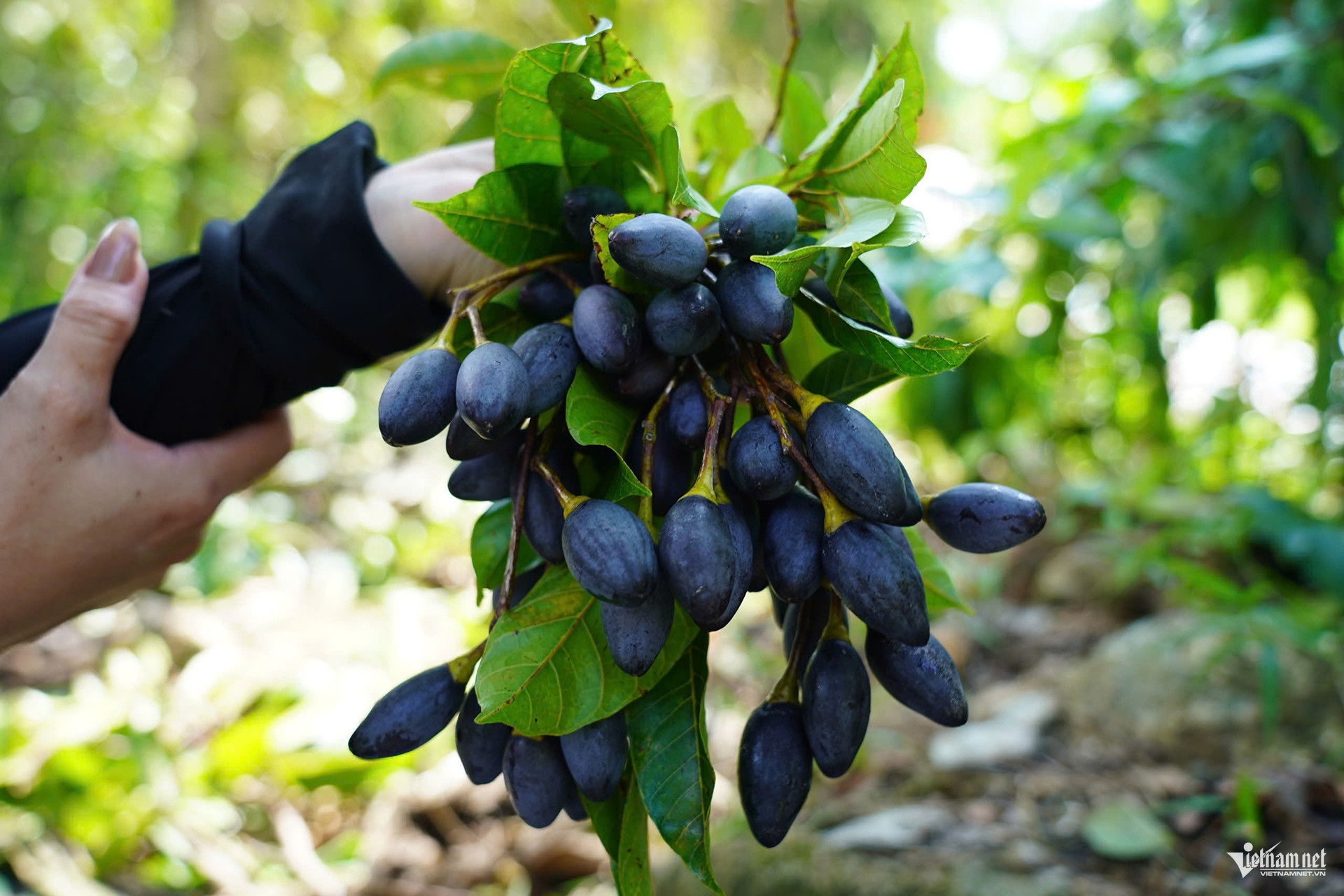 Cheo leo trên cây hái quả đặc sản, nông dân Hà Tĩnh bỏ túi tiền triệu mỗi ngày