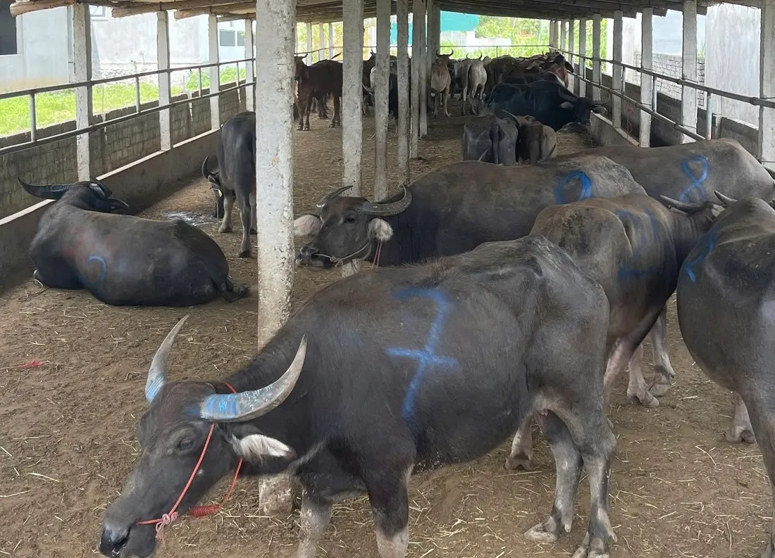 Phát hiện xe tải chở 48 con trâu, bò không rõ nguồn gốc tại Nghệ An