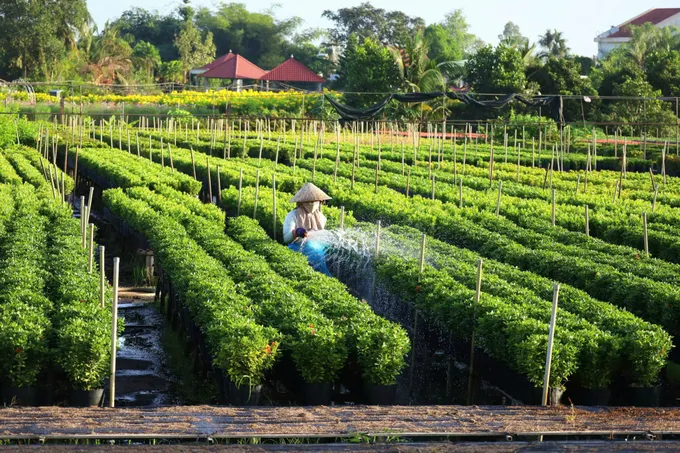 Đồng Tháp tập trung xuống giống phục vụ Festival Hoa – Kiểng Sa Đéc 2025