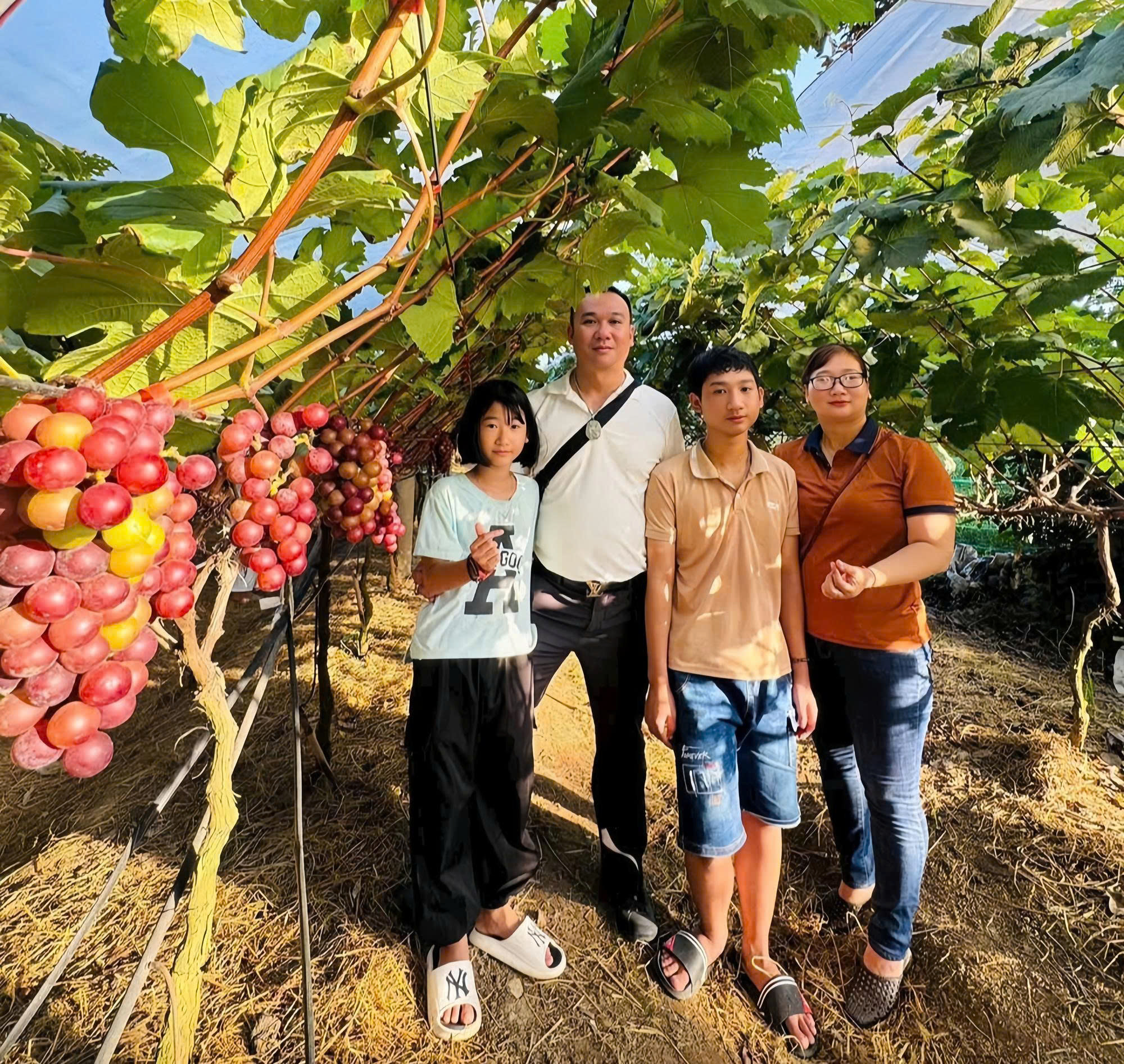Nông dân U60 biến vườn nho thành điểm check-in hút khách