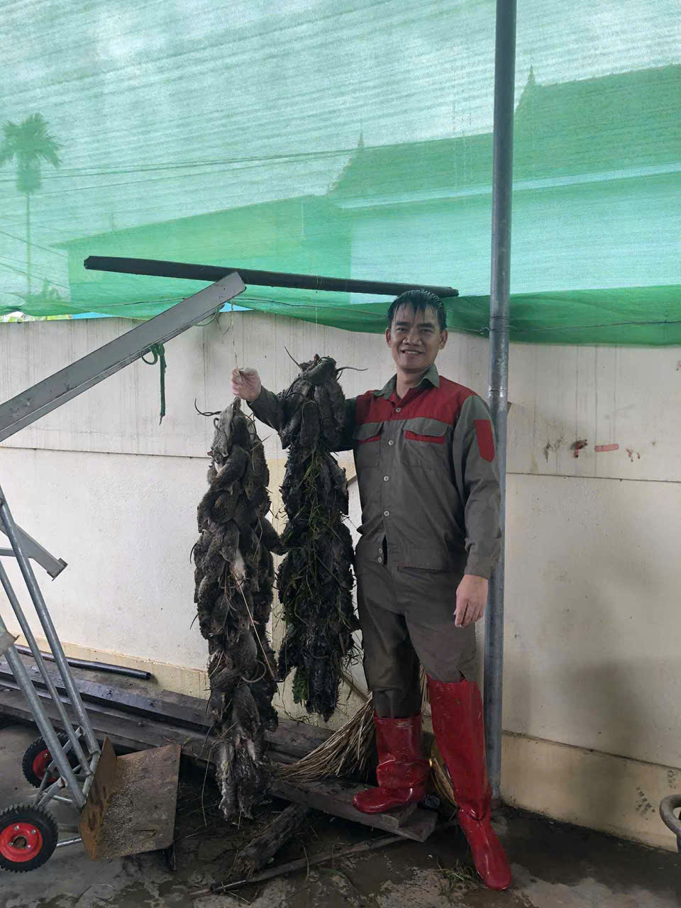 Săn chuột đồng ở Diễn Châu – Nghệ An trong ngày mưa bão