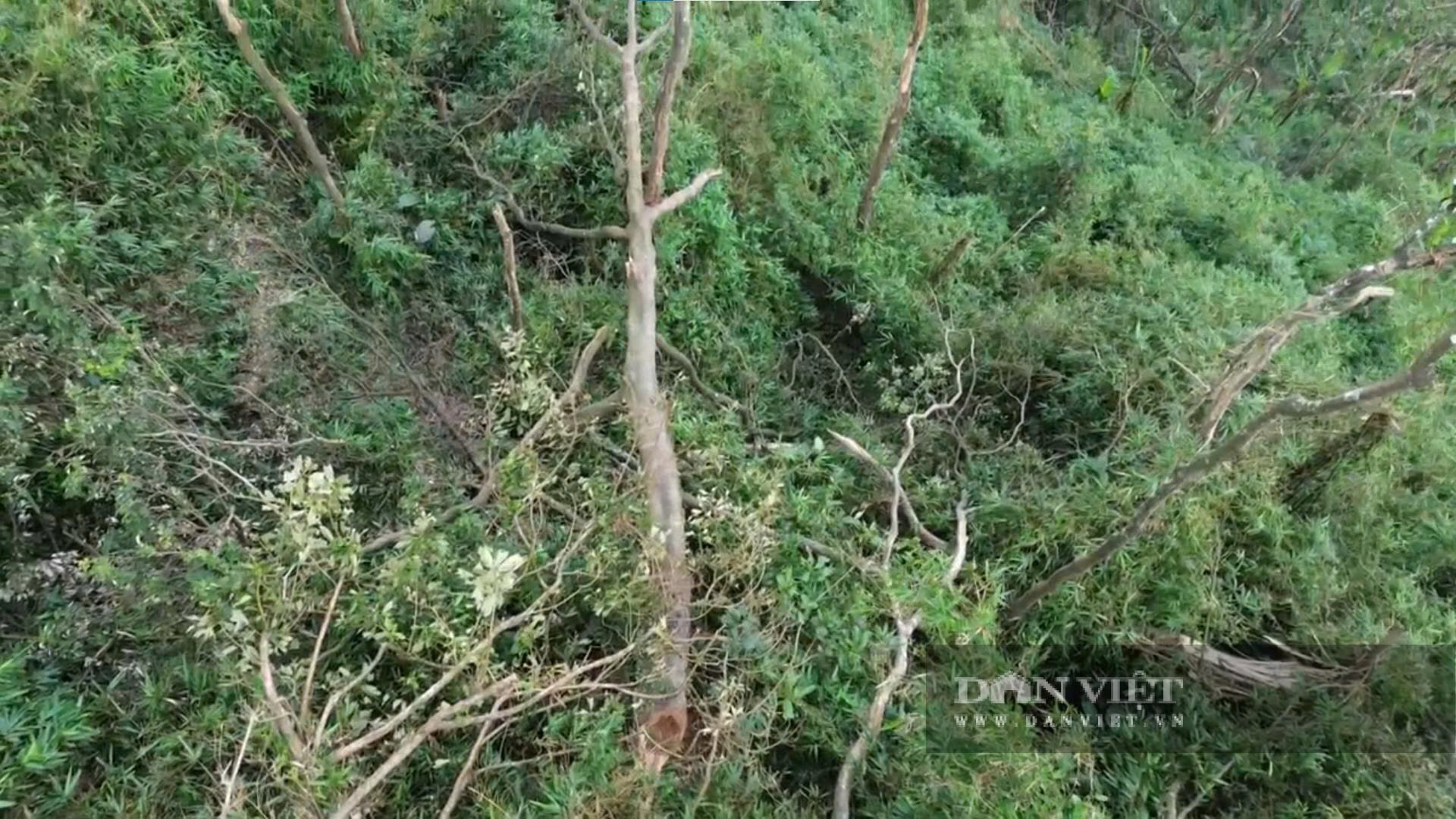 Kiểm tra, xác minh và xử lý hành vi chặt hạ cây rừng phòng hộ ở Xuân Mai (Hà Nội) sau phản ánh của Báo Dân Việt