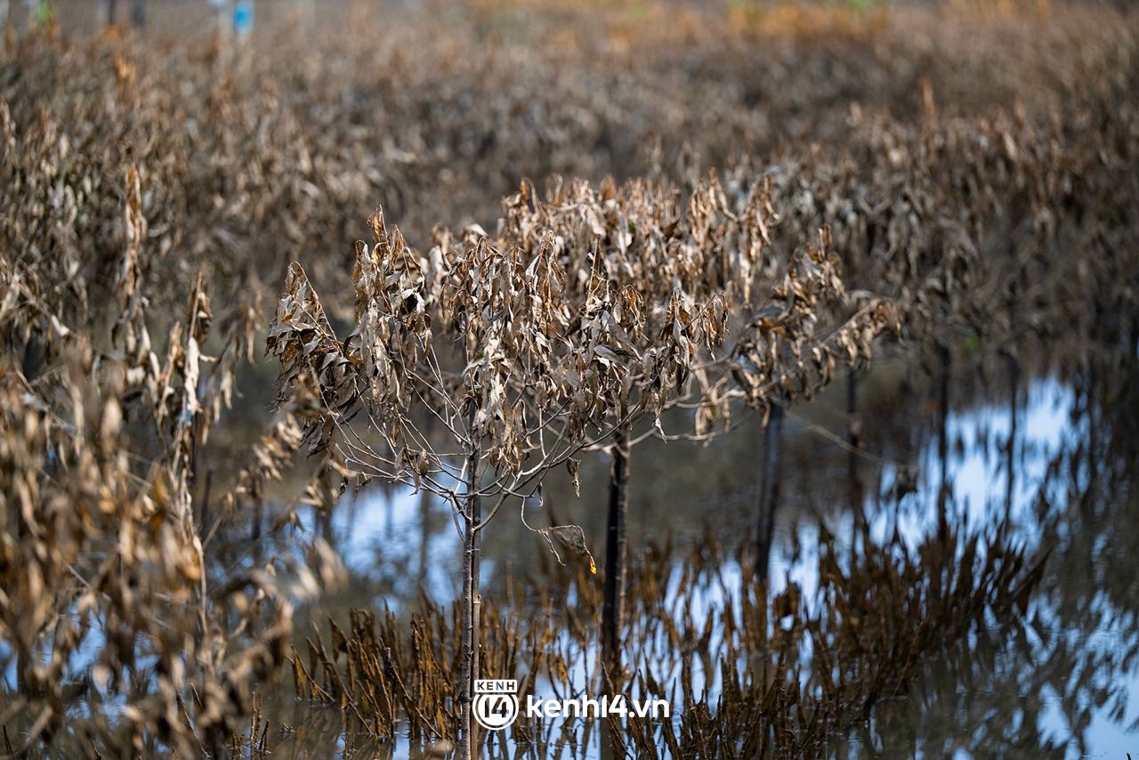 Quặn lòng nhìn hàng nghìn gốc đào Nhật Tân ngập úng, chết như ngả rạ: Mất Tết rồi!