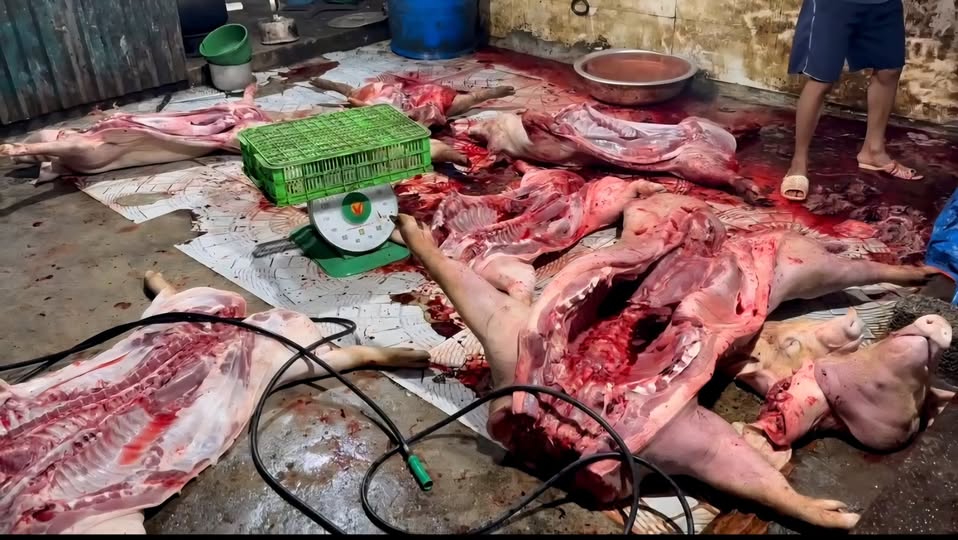 Công an xã Phú Nghĩa phối hợp liên ngành kiểm tra, phát hiện cơ sở giết mổ lợn trái phép