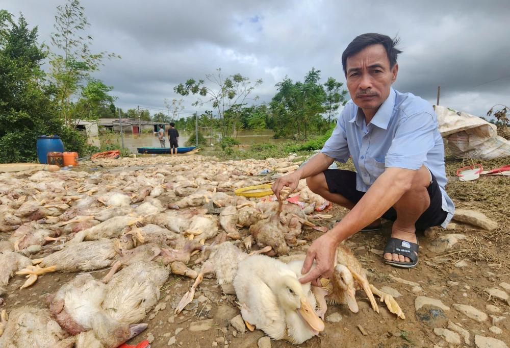 Người đàn ông khóc ròng khi đàn vịt hơn 13.000 con bị lũ nhấn chìm