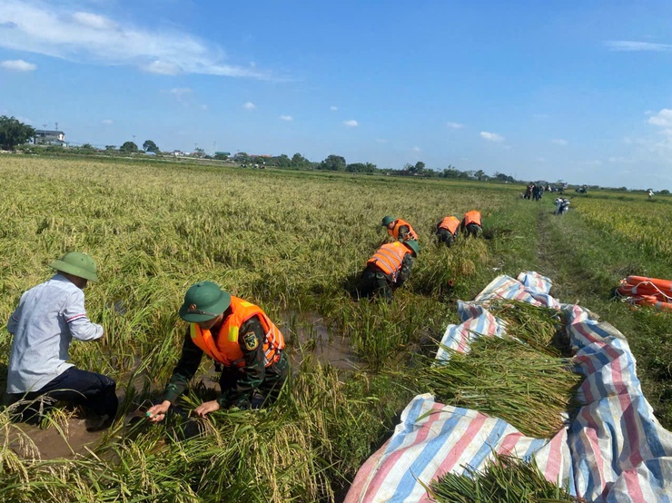 260 cán bộ, chiến sĩ công an, quân đội giúp nhân dân xã Trần Phú gặt lúa