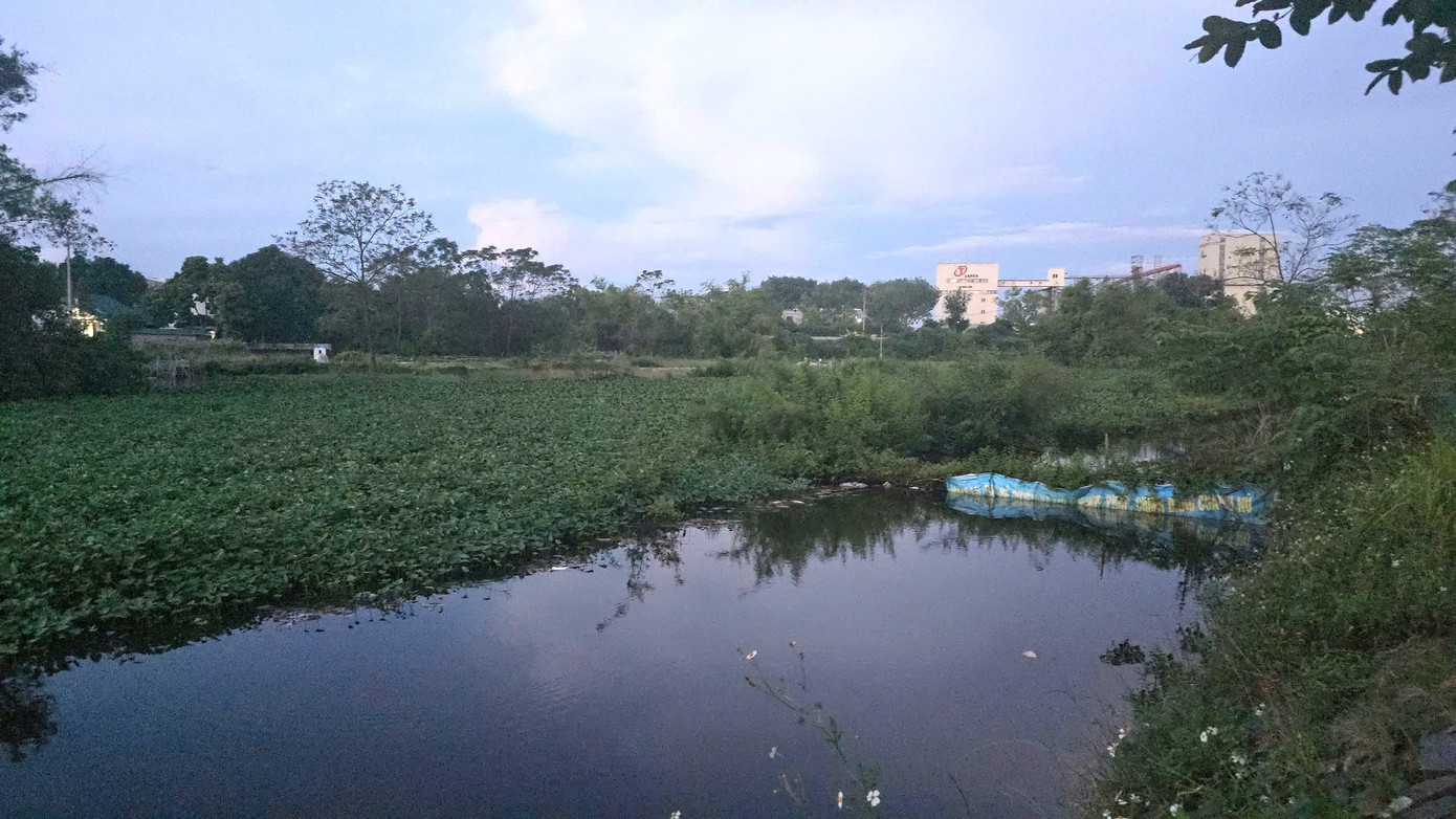 Bèo, rác ngập ngụa kênh thoát nước cạnh khu công nghiệp ở Phú Thọ
