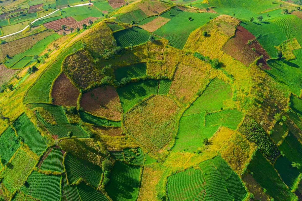 Săn mùa dã quỳ Chư Đăng Ya hành trình ngắm sắc vàng giữa cao nguyên Gia Lai