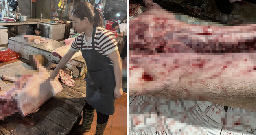 Kỹ sư thú y cấu kết với vợ chồng buôn lợn dịch bệnh tuồn “thịt thối” vào chợ dân sinh và bếp ăn công nhân
