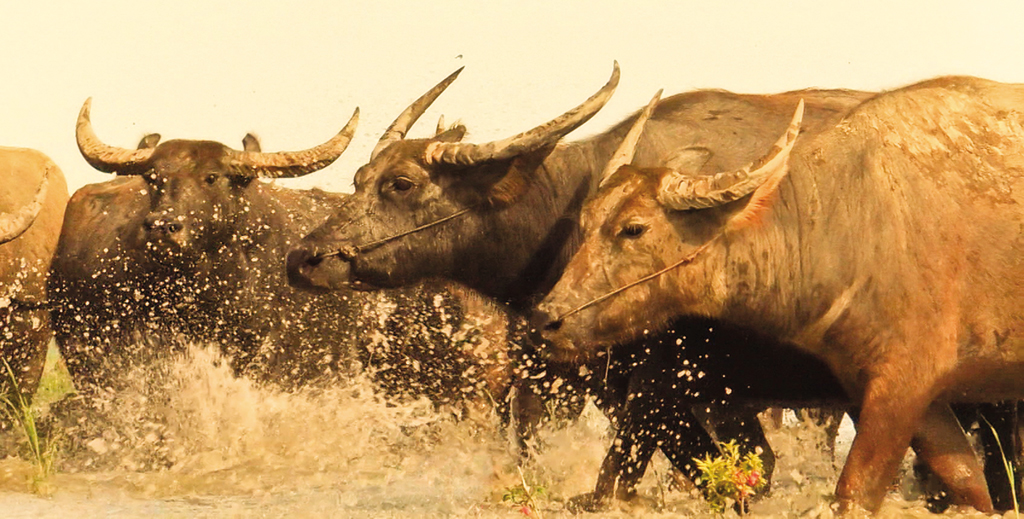 Mùa len trâu ở miền Tây Nam bộ