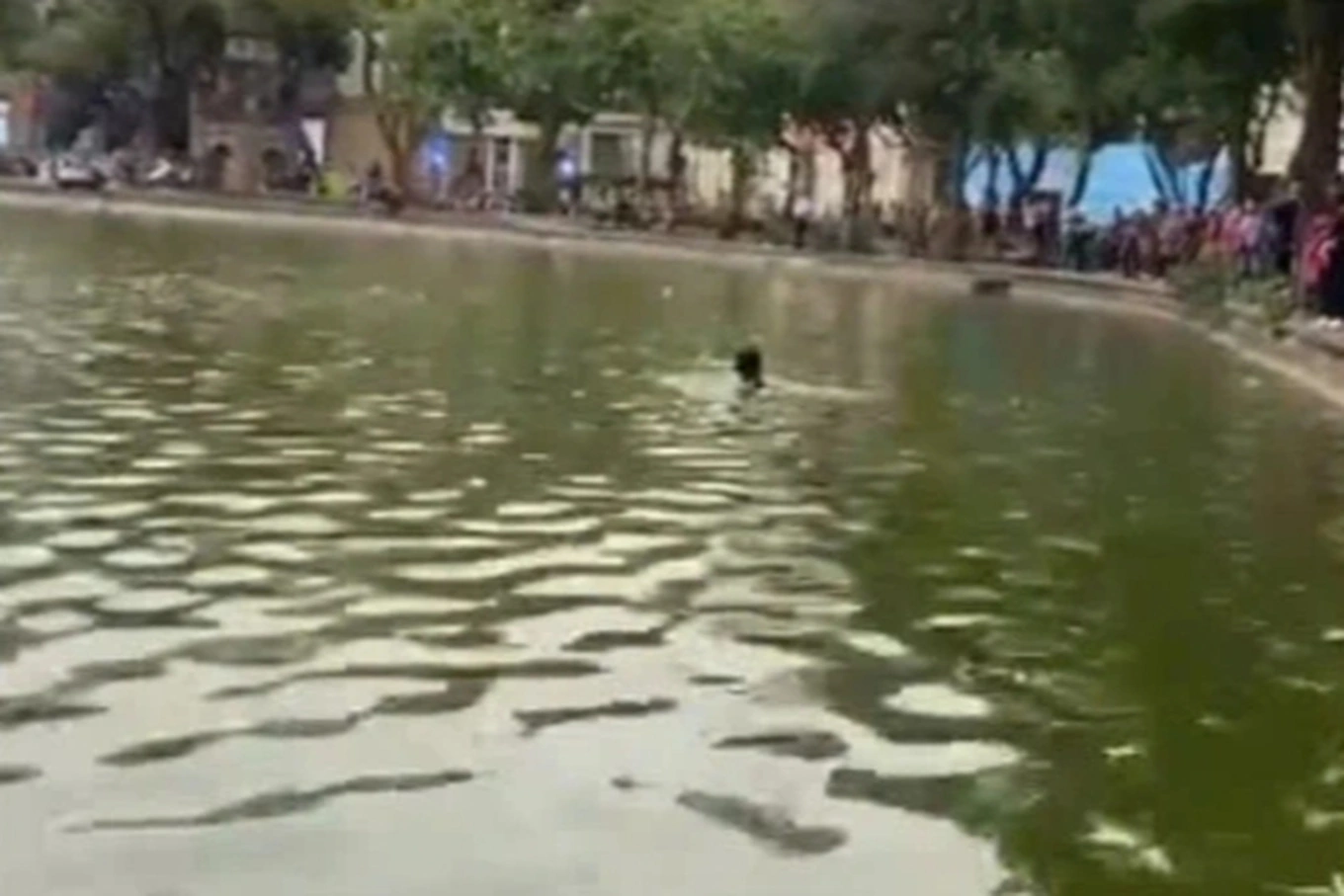 Xác định danh tính cô gái nhảy xuống hồ Hoàn Kiếm tử vong