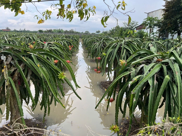 Tây Ninh cảnh báo khẩn về lũ