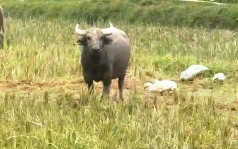 Nghệ An: Trâu lạ xuất hiện, liên tục tấn công người ở bản Quăn