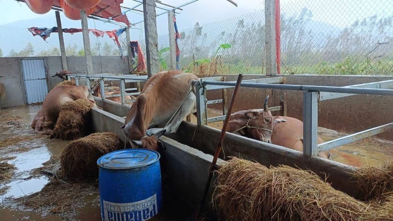 Rơi nước mắt khi trại bò chết sạch, ‘giờ không biết phải làm gì’