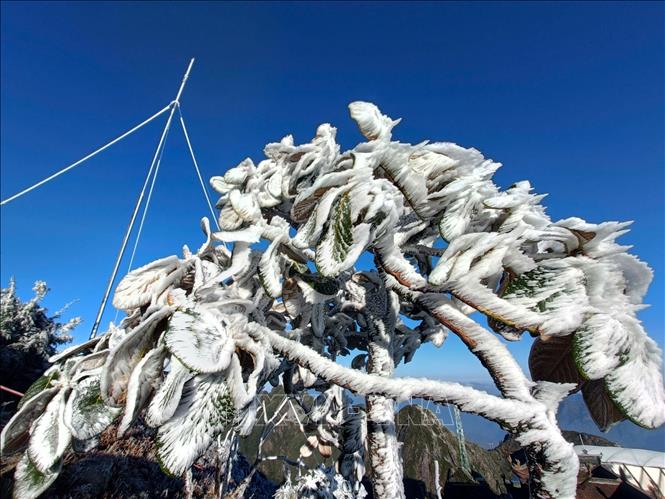 Băng giá phủ trắng đỉnh Fansipan