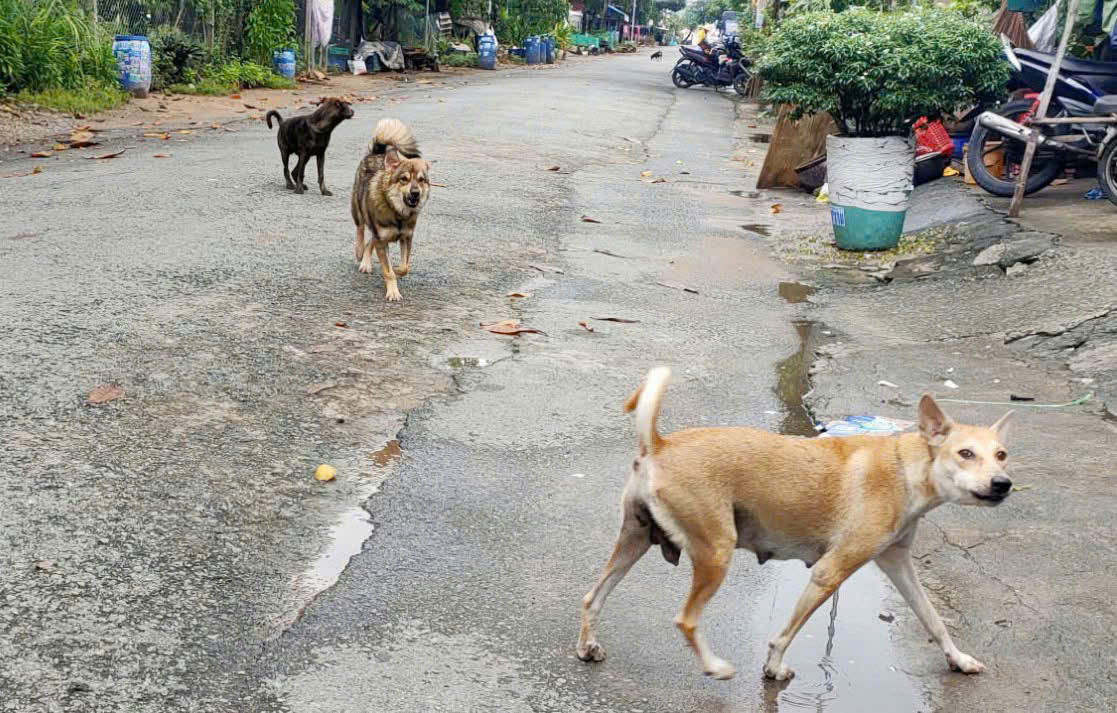 Đồng Nai – 1 thanh niên t/ử v/ong sau 20 ngày bị c/hó c/ắn