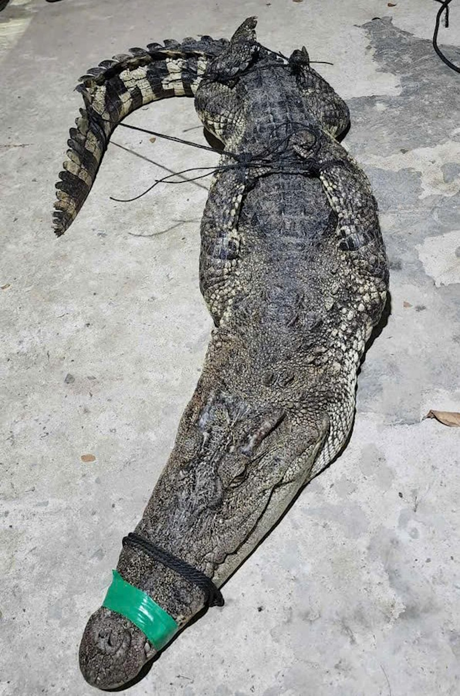 Thả lưới trên sông, người đàn ông hoảng hốt vì bắt được cá sấu trưởng thành