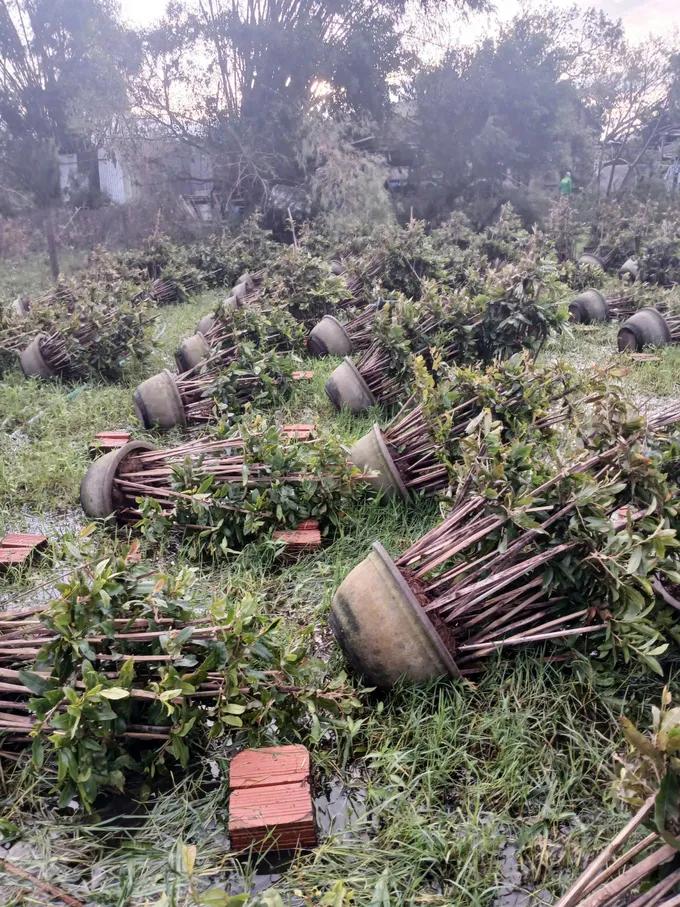 Thủ phủ mai tết miền Trung điêu đứng sau bão