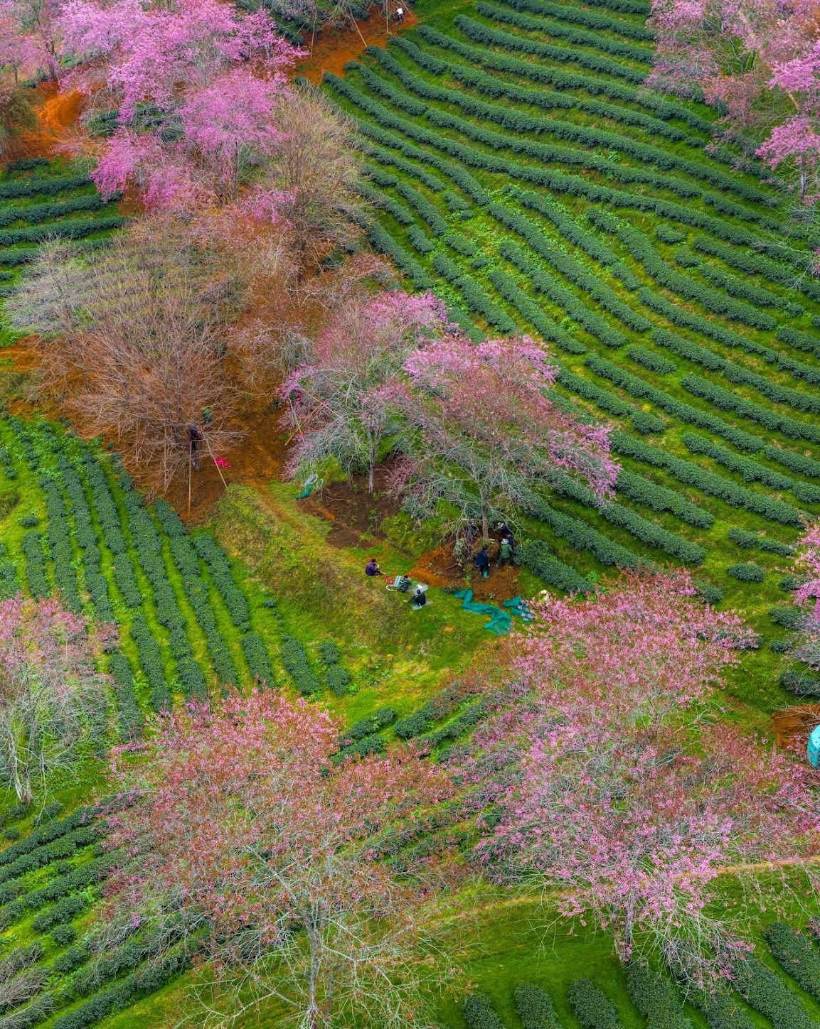Hơn nghìn gốc mai anh đào ở Sa Pa bị di dời khiến khách tiếc nuối
