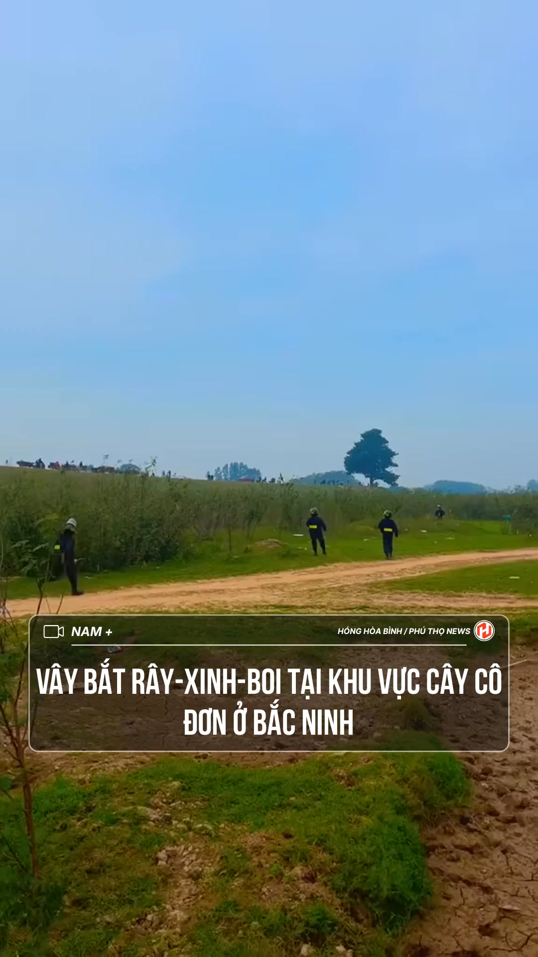 Vây bắt rây-xinh-boi tại khu vực cây cô đơn ở Bắc Ninh